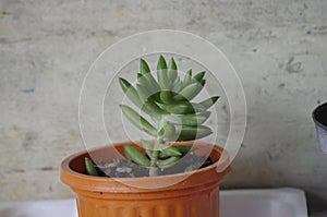 flower tree close-up of green tree's source of life