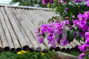 Flower tree commonly called Santa Rita or Flor de papel. Bougainvillea glabra, the lesser bougainvillea or paperflower. photo