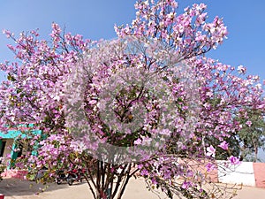 Flower tree at govt. School pink and white rose