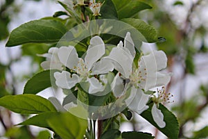 Flower, tree, spring, white, blossom, nature, green, plant, garden, flowers, bloom, branch, apple, cherry, macro, blooming, closeu