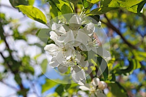 Flower, tree, spring, white, blossom, nature, green, plant, garden, flowers, bloom, branch, apple, cherry, macro, blooming, closeu