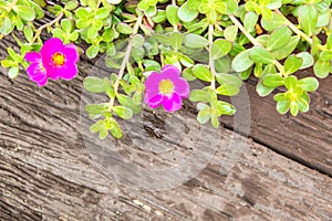 Flower Tree on wooden surface cement floor.