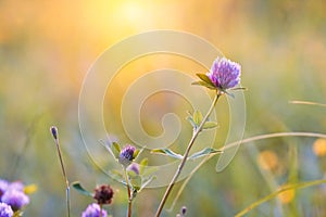 Flower of trefoil bloom in a farm forb field, summer evening sunshine meadow, pastel colors, beauty of nature