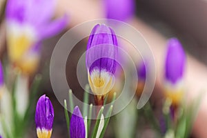 Flower of a tricolored Sieber`s crocus, Crocus sieberi