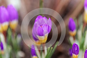 Flower of a tricolored Sieber`s crocus, Crocus sieberi