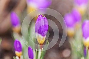 Flower of a tricolored Sieber`s crocus, Crocus sieberi