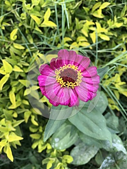 A flower with tricolour