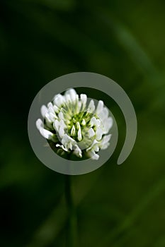 Flower Trifolium repens or Dutsch clover Leguminosae family macro background fine art in high quality prints products fifty