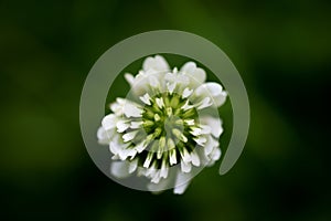 Flower Trifolium repens or Dutsch clover Leguminosae family macro background fine art in high quality prints products fifty