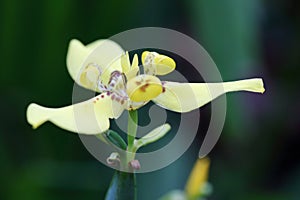 The flower of Trimezia Martinicensis