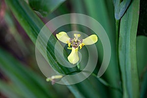 Flower of Trimezia steyermarkii