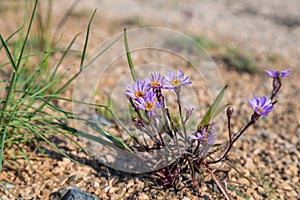 Flower of Tripolium pannonicum