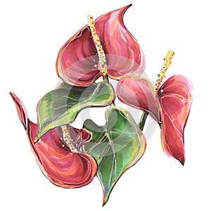 Flower tropical anthurium red, illustration markers and liners