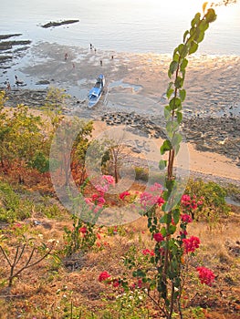 Flower with tropical beach and sea in the back, Labuan Bajo, Flores, Indonesia