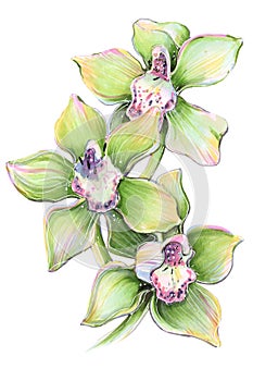 Flower tropical orchid cymbidium green illustration