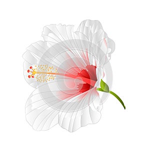 Flower tropical plant hibiscus white on a white background vintage vector illustration editable