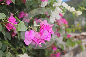 Flower truss in front of the house