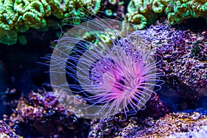 Flower tube sea anemone in closeup, purple and pink neon colors, Tropical animal specie from the Indo-pacific ocean