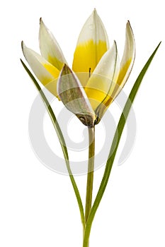 Flower of tulip botanical, lat.Tulipa botanical, isolated on white background