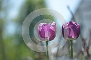 A flower tulip with green leaf on a spring summer day Background with a field of tulips closeup Design of a holiday postcard