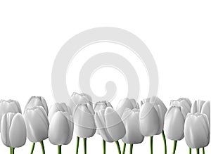 Flower tulip realistic isolated on white background