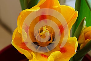 Flower tulip in red-yellow close-up