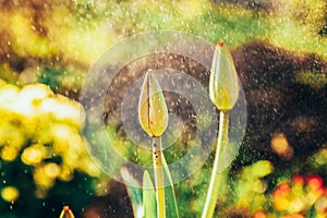 Flower tulip start to bloom buds. Inspirational natural floral spring or summer blooming garden or park background
