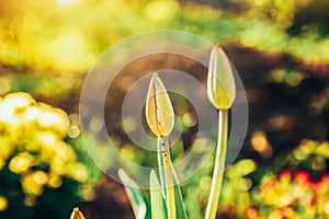 Flower tulip start to bloom buds. Inspirational natural floral spring or summer blooming garden or park background