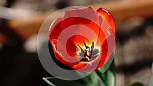 Flower tulip in the sun photo