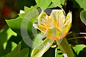 Flower of the tulip tree, Liriodendron tulipifera