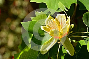 Flower of the tulip tree, Liriodendron tulipifera