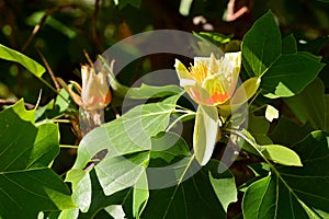 Flor de tulipán un árbol 