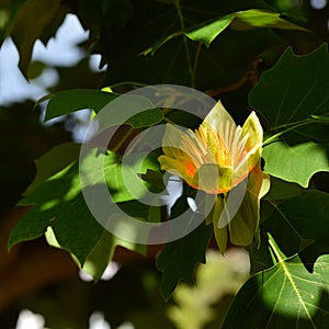 Flor de tulipán un árbol 