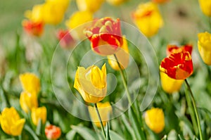 Flower tulips background. Beautiful view of yellow and red tulip