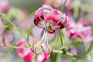 Flower Turk's Cap Lily Pink