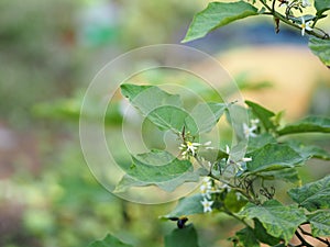 Flower Turkey berry, Solanum torvum name vegetable White petals, yellow pollen on blur nature background