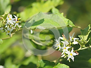 Flower Turkey berry, Solanum torvum name vegetable White petals, yellow pollen on blur nature background