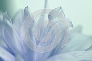 Flower turquoise-blue background of dahlias petals. Macro photography. Soft focus. photo