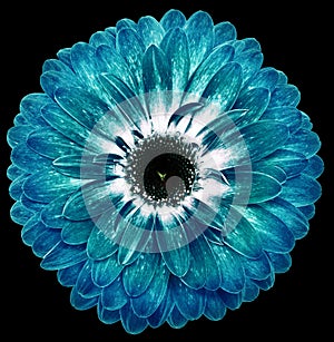 flower turquoise gerbera. Flower isolated on the black background. No shadows with clipping path. Close-up.