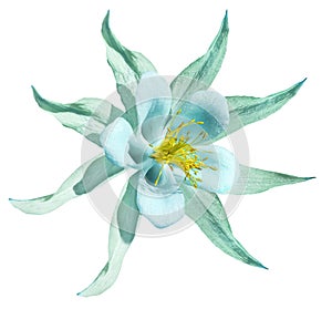 Flower turquoise. Isolated on a white background with clipping path. No shadows.. Closeup. A beautiful light blue primrose blos