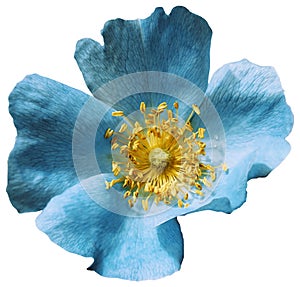 Flower turquoise on a white isolated background with clipping path. Nature. Closeup no shadows.
