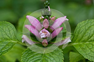 Flower of the turtlehead, Chelone lyonii