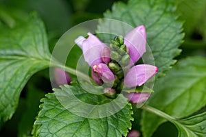 Flower of the turtlehead, Chelone lyonii