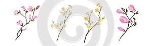 Flower Twig and Branch with Tender Blooming Flora Vector Set