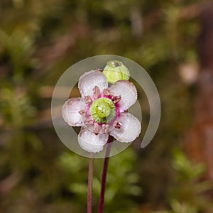 Flower of Umbellate Wintergreen, Pipsissewa, or Prince`s pine, Chimaphila umbellata, close-up, selective focus