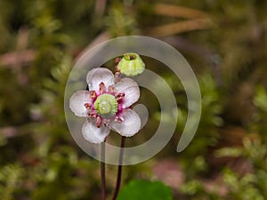 Flower of Umbellate Wintergreen, Pipsissewa, or Prince`s pine, Chimaphila umbellata, close-up, selective focus