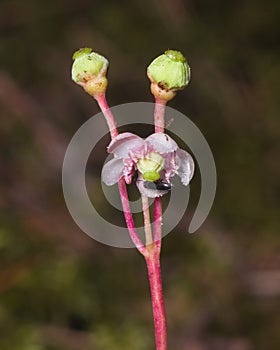 Flower of Umbellate Wintergreen, Pipsissewa, or Prince`s pine, Chimaphila umbellata, close-up, selective focus