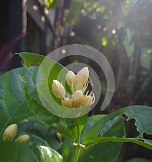 Flower Unblossomed Jasmine