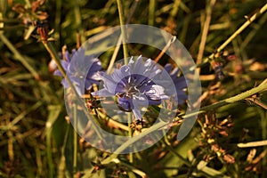 flower of uncultivated chicory