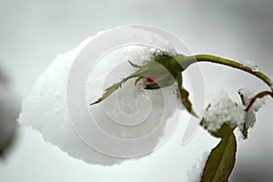 flower under the snow